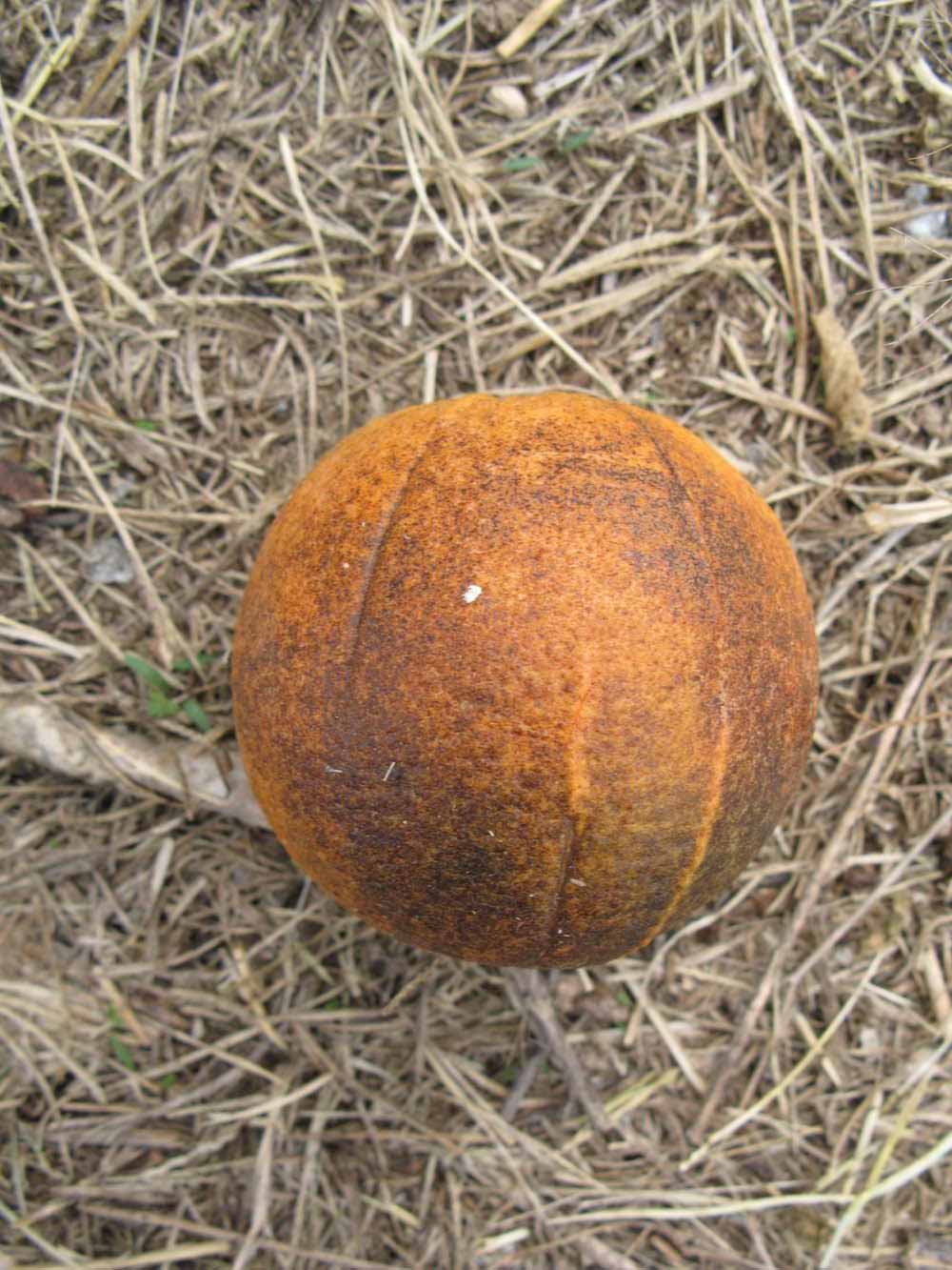            Fruit (Itaborai, Winter Haven, FL)   